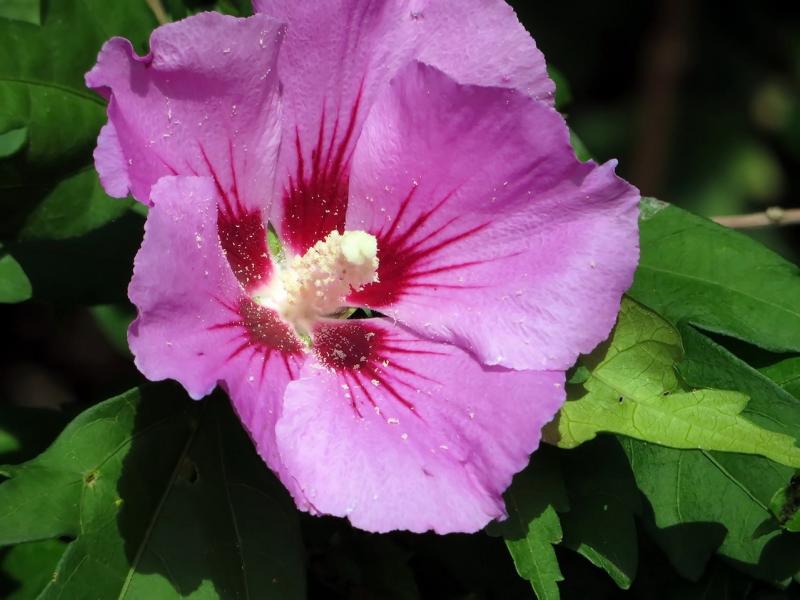 Blühender Hibiskus 'Woodbridge' im kleinen Garten