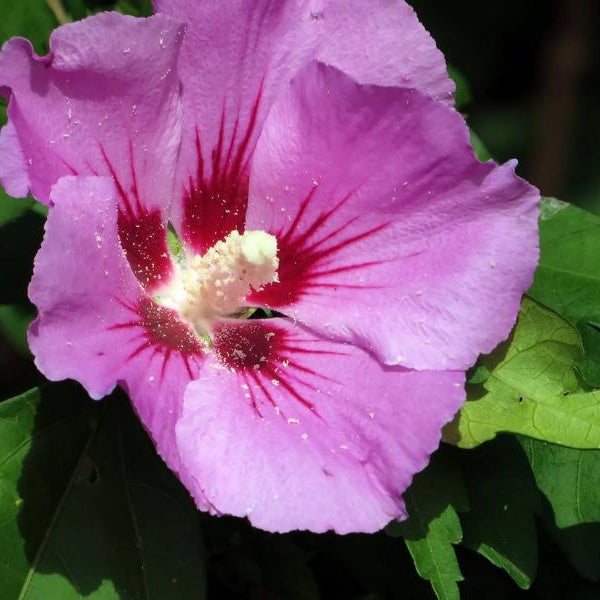 Blühender Hibiskus 'Woodbridge' im kleinen Garten
