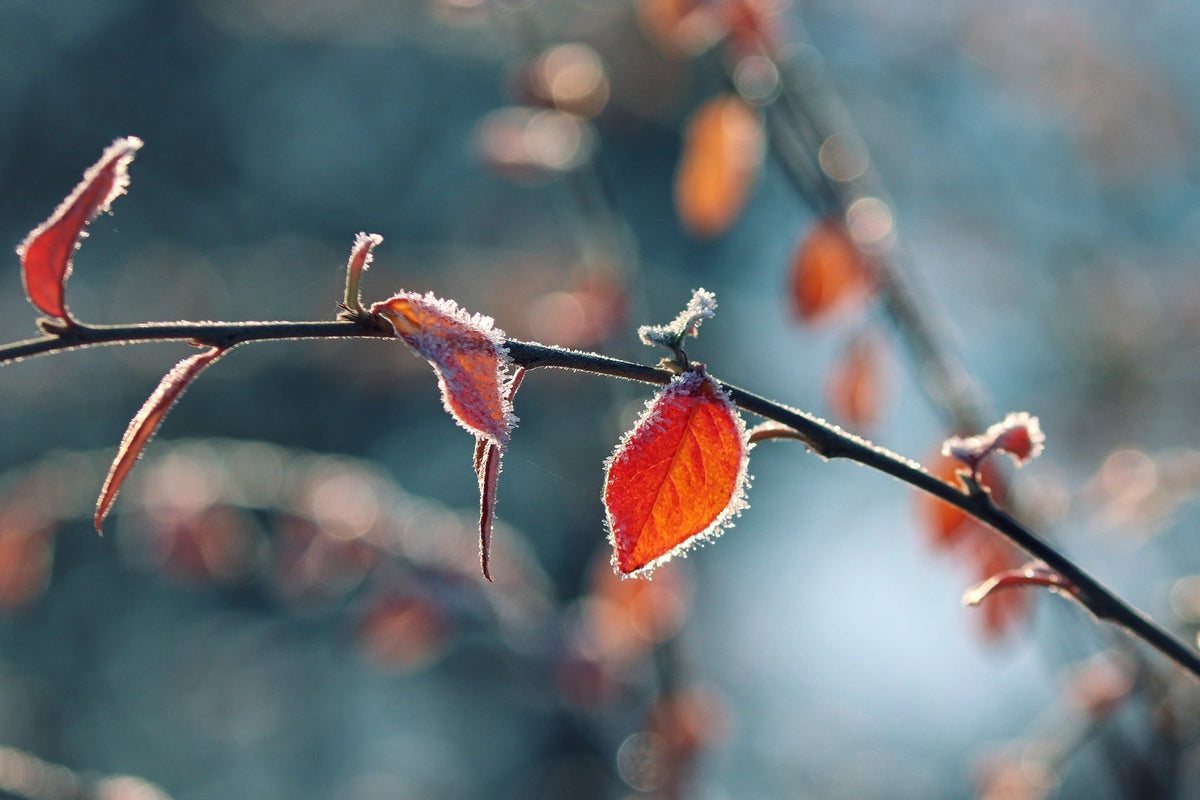 Zweig mit Raureif im Winter