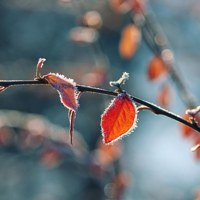 Zweig mit Raureif im Winter