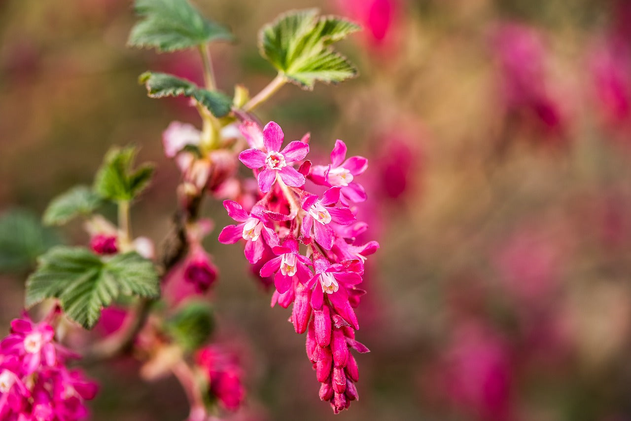 Pinke Blüte einer Blutjohannisbeere in Nahaufnahme mit weiteren verschwommenen Blüten im Hintergrund