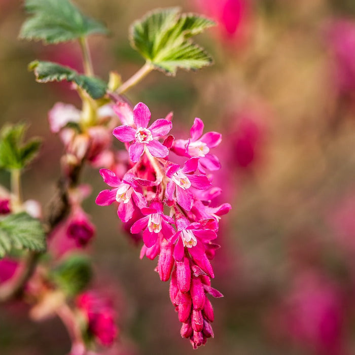 Pinke Blüte einer Blutjohannisbeere in Nahaufnahme mit weiteren verschwommenen Blüten im Hintergrund