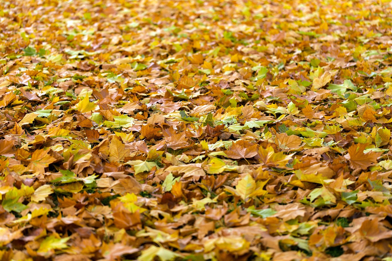 goldgelbes Herbstlaub auf dem Boden