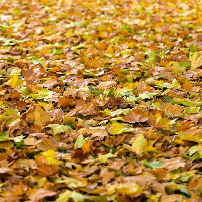 goldgelbes Herbstlaub auf dem Boden