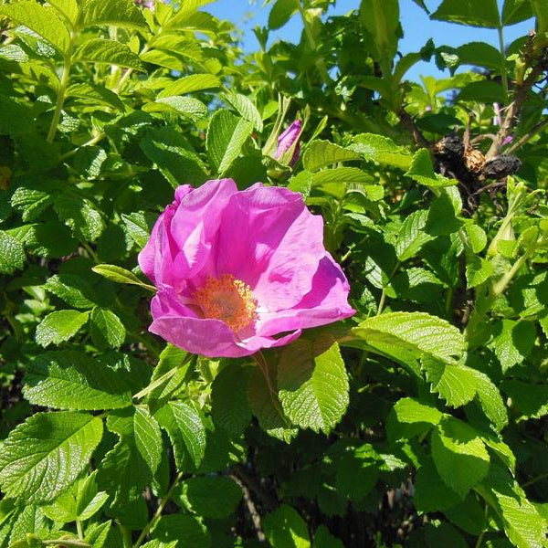 rosa Blüte der Kartofelrose/Apfelrose in der prallen Sonne