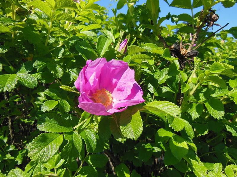 rosa Blüte der Kartofelrose/Apfelrose in der prallen Sonne