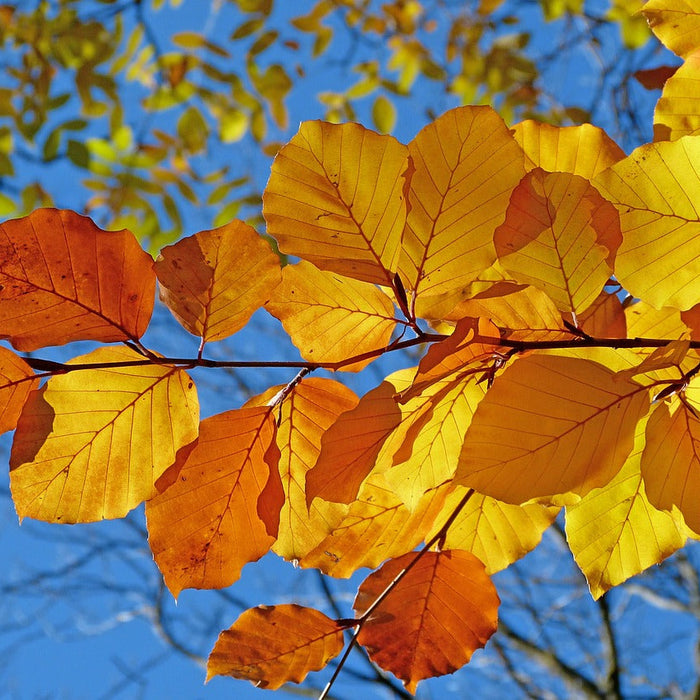 Gelbgoldene Herbstblätter an einem Zweig vor blauem Himmel