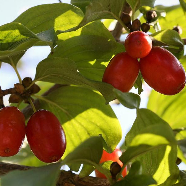 Rote Kornelkirschen am Zweig