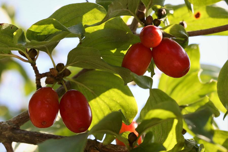 Rote Kornelkirschen am Zweig