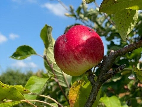 Apfel Genussgarten