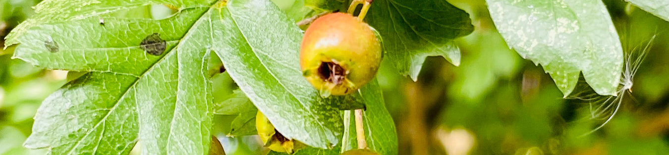 Gartenpflanzen