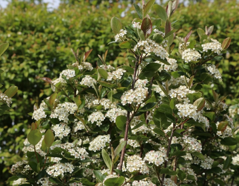 Apfelbeere Nero mit weißen Blütendolden und grünen Blättern vor unscharfem grünem Hintergrund.
