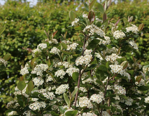 Apfelbeere Nero mit weißen Blütendolden und grünen Blättern vor unscharfem grünem Hintergrund.