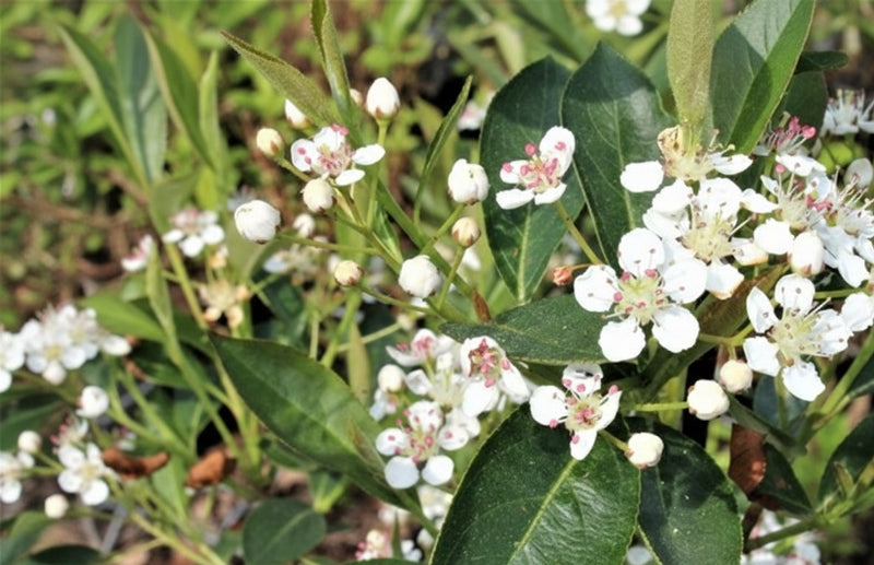 Apfelbeere Hugin mit weißen Blüten und rosa Staubgefäßen vor grünem Laub in Nahaufnahme.
