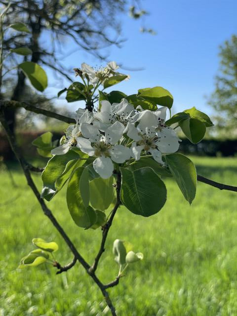 Apfelblüte Wellant Allergikerapfel