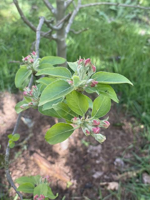 Braeburn Apfelbaum mit Blüte