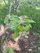 Braeburn Apfelbaum mit Blüte