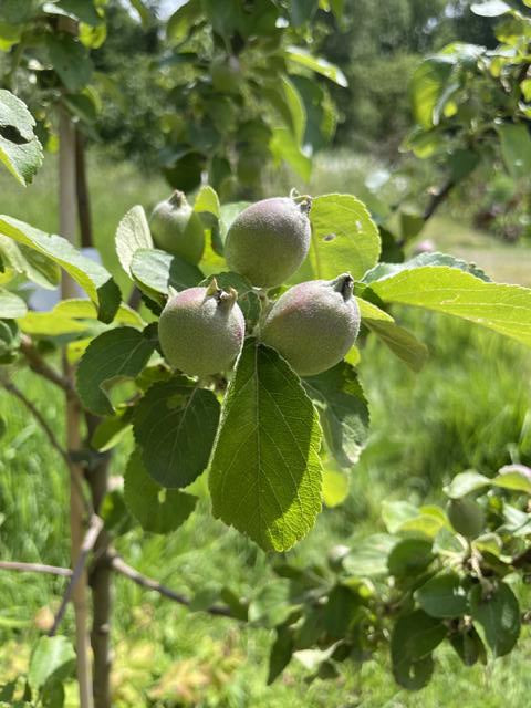 Apfelbaum Holsteiner Cox im Frühsommer