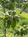 Apfelbaum Holsteiner Cox im Frühsommer