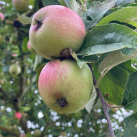 Apfel Jonagold