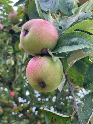 Winterapfel Jonagold