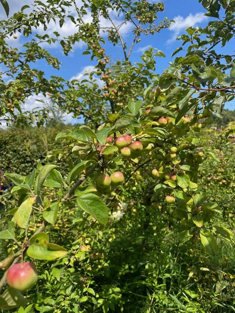 Apfel am Braeburn