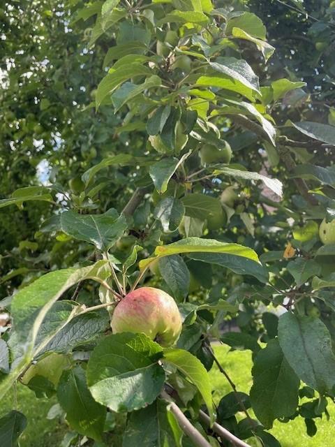 Winterapfel Elstar am Ast