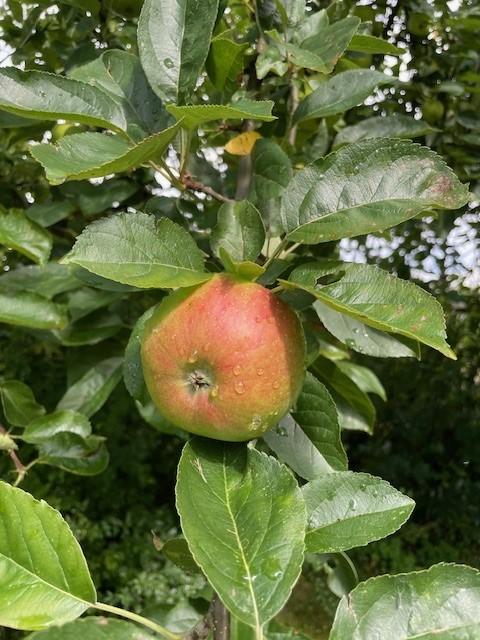 Sommerapfel James Grieve am Ast