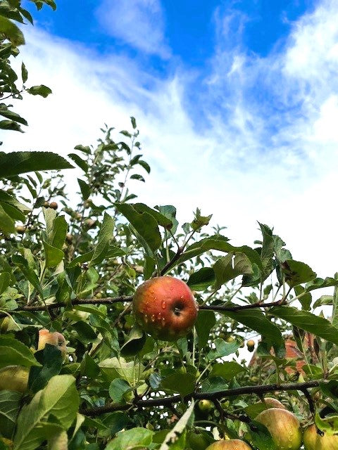 Sommerapfel Gravensteiner am Ast