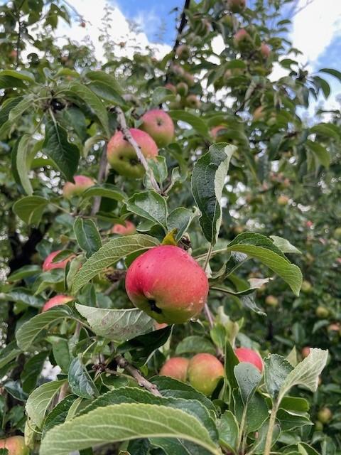 Herbstapfel Holsteiner Cox am Ast