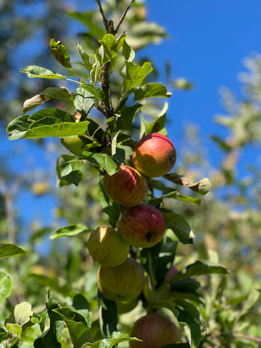 Jonagold Äpfel am Ast