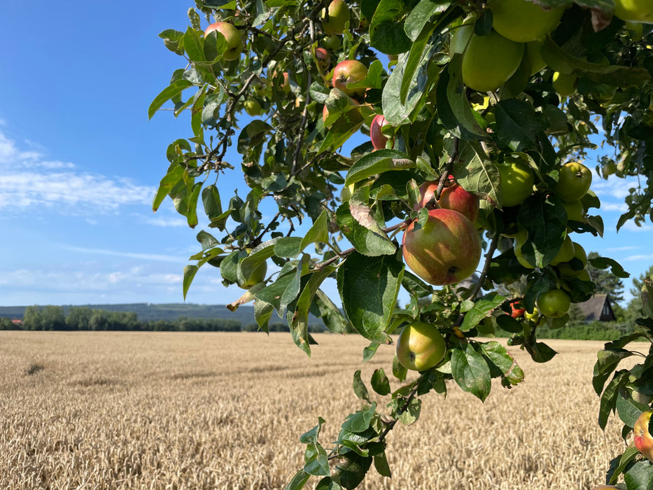 Holsteiner Cox Apfelbaum mit Blättern