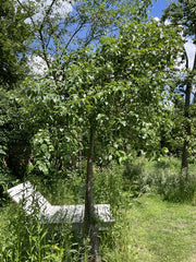 Braeburn Apfelbaum im Garten