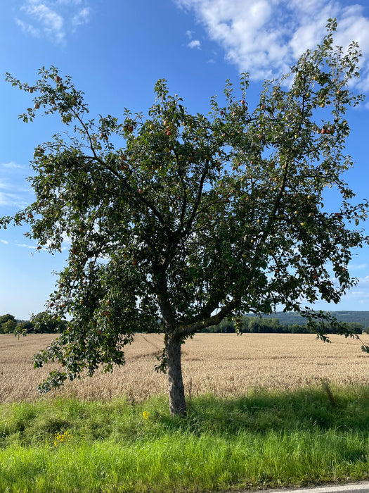 Holsteiner Cox Apfel Am Feldrand