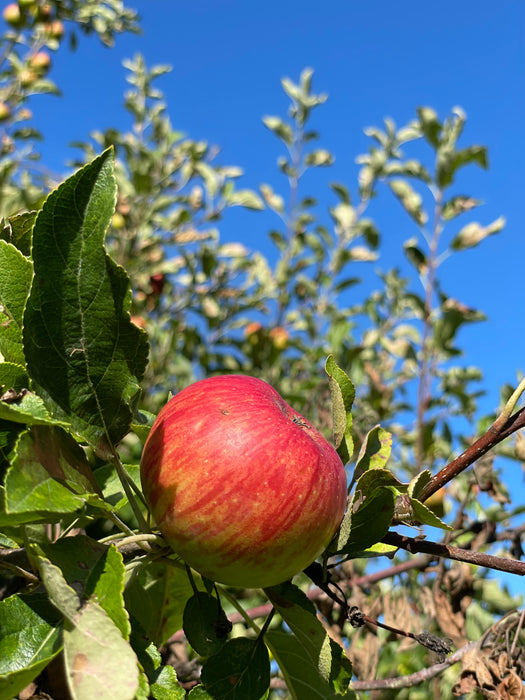 Holsteiner Cox Apfel mit Blättern