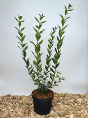 Immergrüner Liguster im Topf vor Weißer Wand