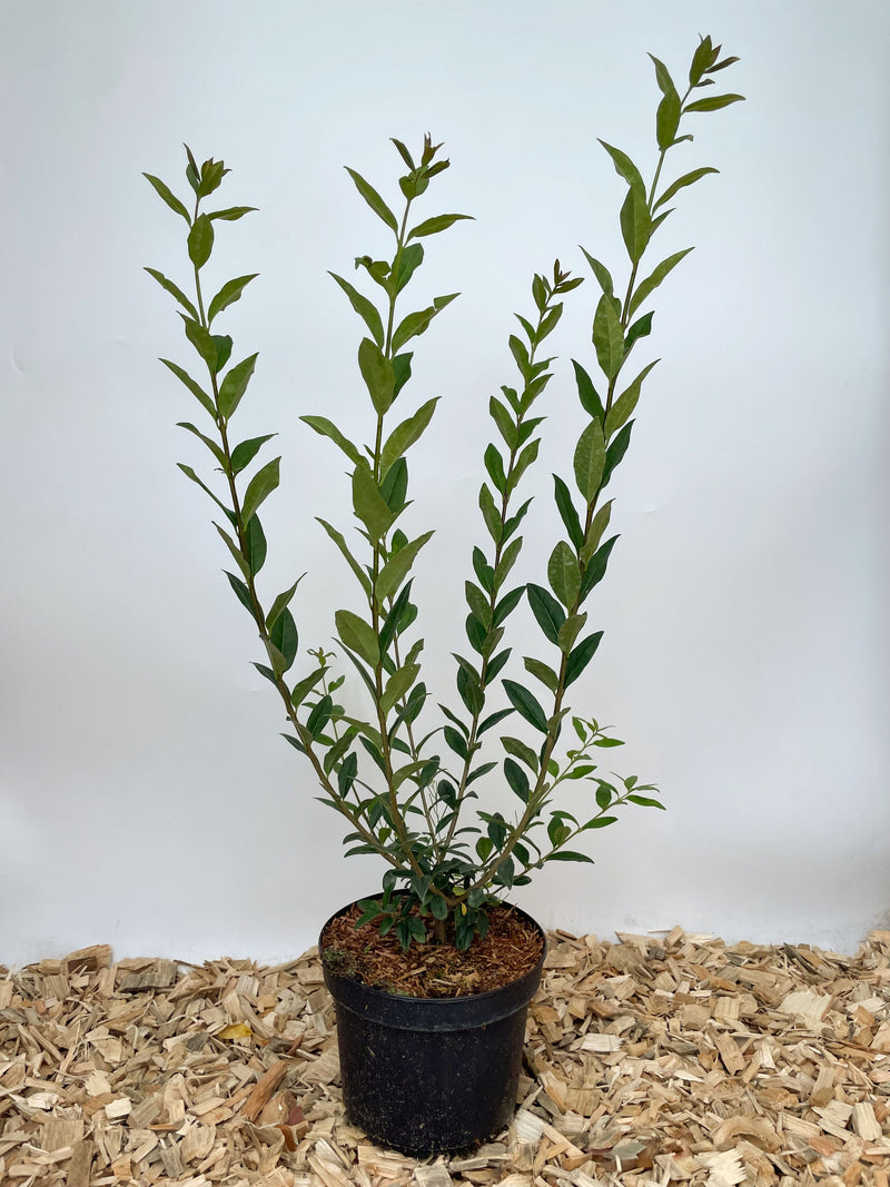 Immergrüner Liguster im Topf vor Weißer Wand