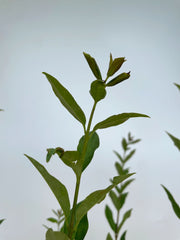 Immergrüner Liguster in Nahaufnahme vor Weißer Wand