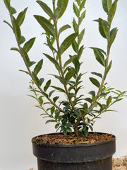 Immergrüner Liguster im Topf in Nahaufnahme vor Weißer Wand