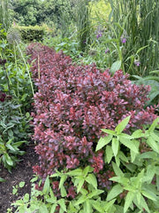 Rote Heckenberberitze im Beet