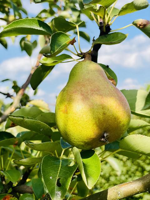 Winterbirne Köstliche von Charneux