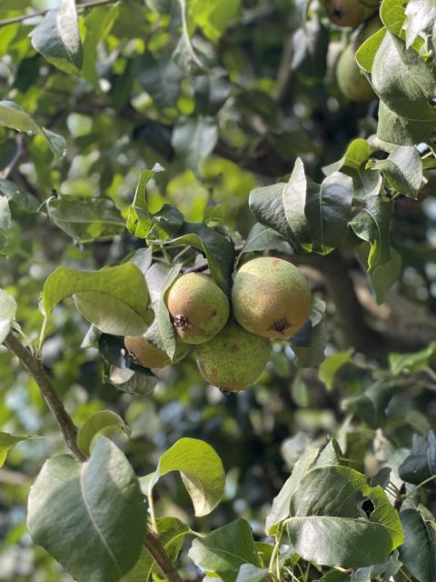 Winterbirne Köstliche von Charneux am Ast