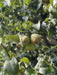 Winterbirne Köstliche von Charneux am Ast