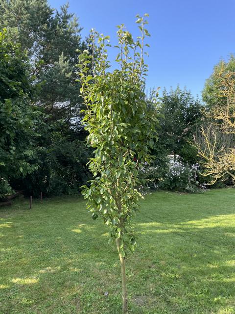 Birnenbaum Williams Christ