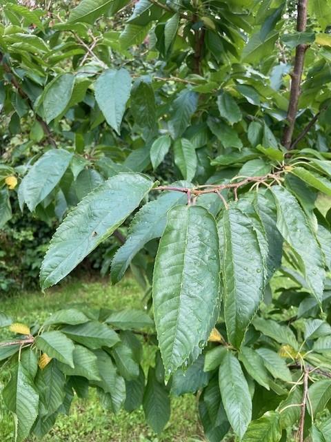 Birnenbaum Blätter