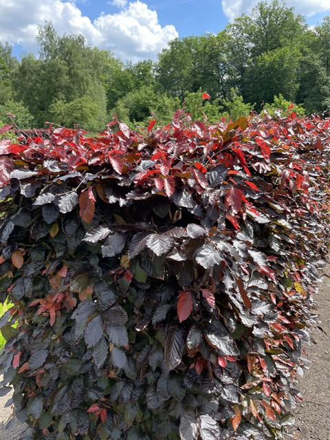 Blutbuchenhecke