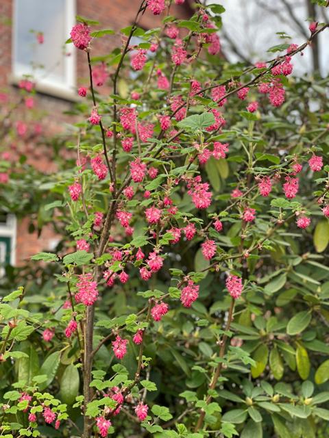 BLut Johannisbeere Strauch mit pinken Blüten