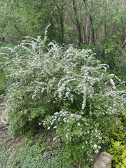 Brautspiere blühender STrauch gesamt