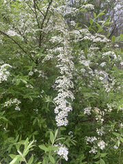 Brautspiere weiß blühender Zweig