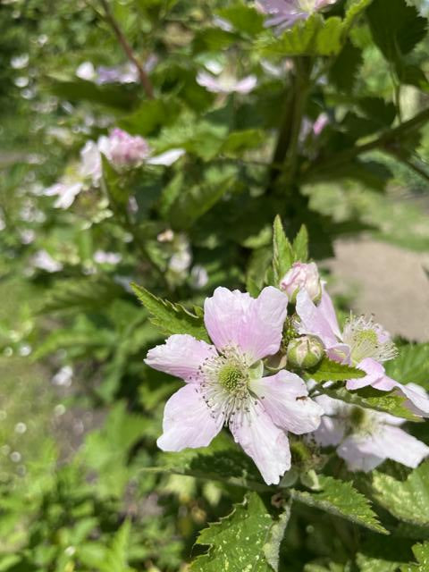 Blüte einer Bromebeere